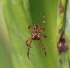 Araneus quadratus